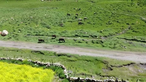 Drone view of yak herds grazing in Yarlung Valley, Tibet Stock Footage 315002801