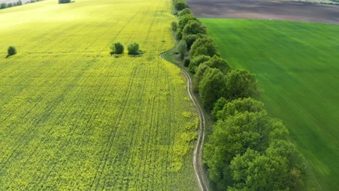 Drone View of Yellow Rape Seed Fields Stock-Footage 130312710