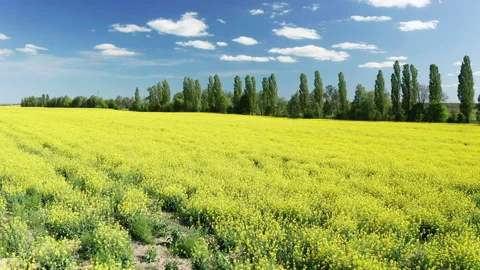 Drone View of Yellow Rape Seed Fields Stock Footage 130635368