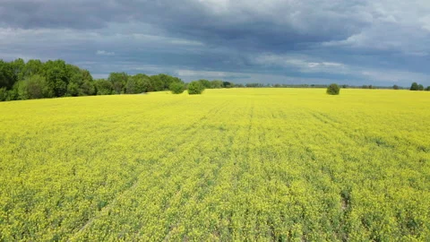 Drone View of Yellow Rape Seed Fields Stock Footage 133028141