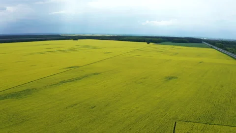 Drone View of Yellow Rape Seed Fields Video stock 158232174
