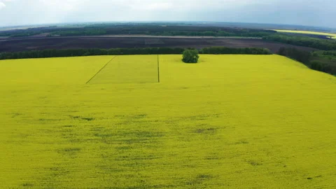 Drone View of Yellow Rape Seed Fields Video stock 158233285
