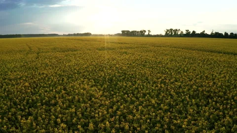 Drone View of Yellow Rape Seed Fields Stock Footage 158233774