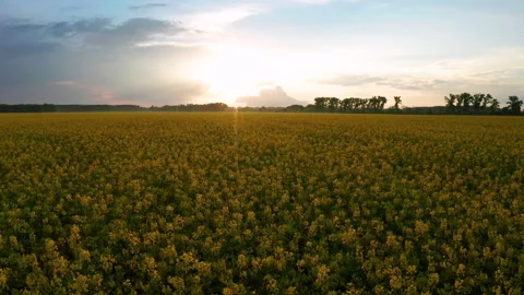 Drone View of Yellow Rape Seed Fields Video stock 158235461