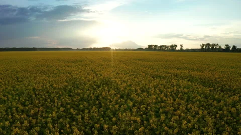 Drone View of Yellow Rape Seed Fields Stock Footage 158235519