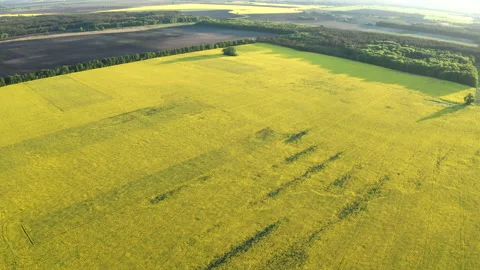 Drone View of Yellow Rape Seed Fields Stock Footage 158239131