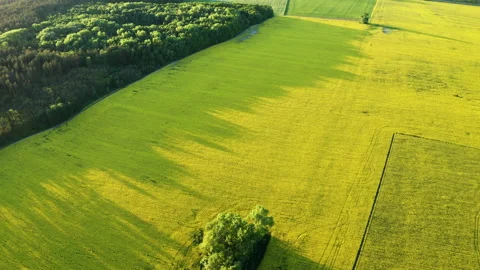 Drone View of Yellow Rape Seed Fields Stock Footage 158239305