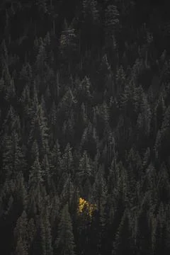 Drone view of yellow trees among the green pine trees Stock Photos