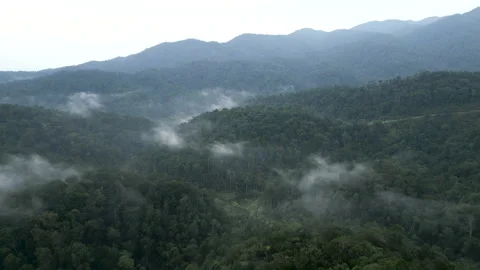 From a drone view you can observe the majesty of the deep jungle of Vienna on a Stock Footage 276500592