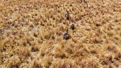 Drone View of Zebra Herd Running Across Open African Savannah 動画素材 341327410