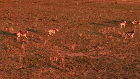 Drone view of zebra running across open plains at sunset 動画素材 327385710