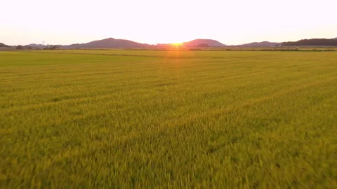 Drone view,Korean rice fields in harvesting season and sunset Vídeos de archivo 279824547