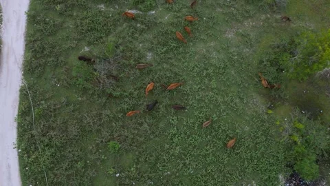 Drone Views Expansive Fields. Panoramic Countryside Captured From Above Stock Footage 328304963