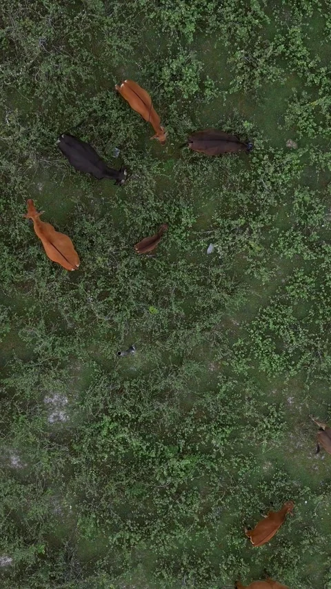 Drone Views Expansive Fields. Panoramic Countryside Captured From Above 스톡 동영상 332307261