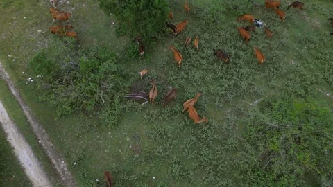 Drone Views Expansive Fields. Panoramic Countryside Captured From Above Stockbeeldmateriaal 333789695