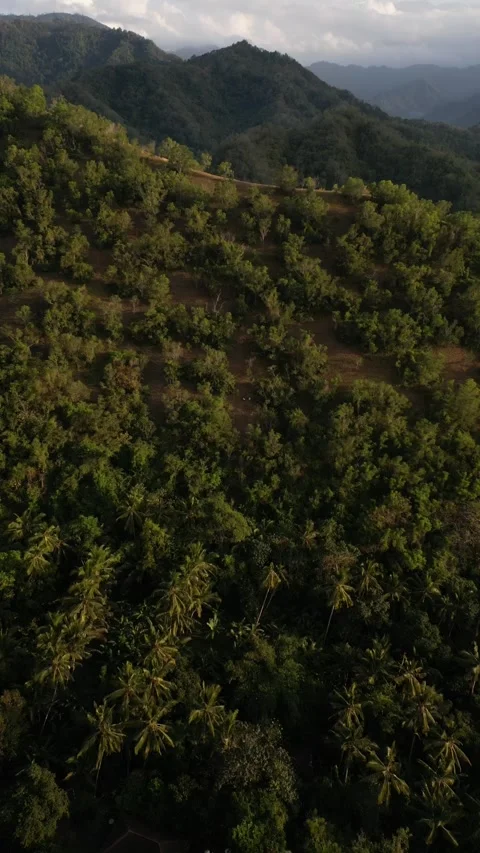 Drone Views in the middle of jungle Stock Footage 296304590
