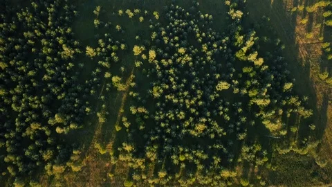 Drone views over deep green forest and fields Stock Footage 105275064