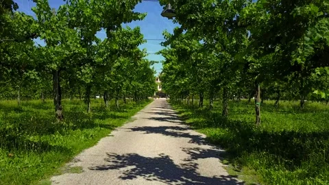 Drone vineyard 0001 Stock Footage 318142890