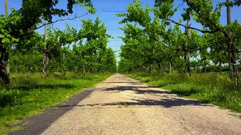 DRONE Vineyard 0002 Stock Footage 318143213