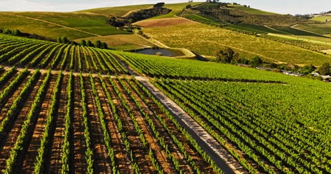 Drone, vineyard and landscape for grapes, trees or sustainability for organic Stock Footage 322584275