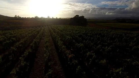 Drone vineyard dusk Stock Footage 95003632