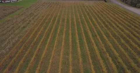 Drone Vinyard Left to right Stock Footage 97825120