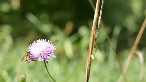 Drone on a violet flower. Stockbeeldmateriaal 117221808