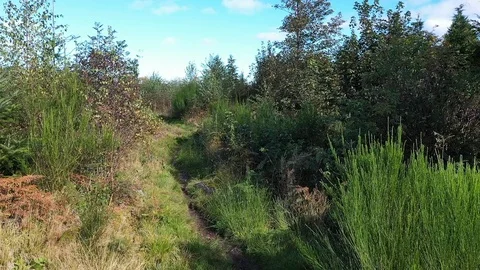Drone "walkthrough" along wooded path Stock Footage 117180826