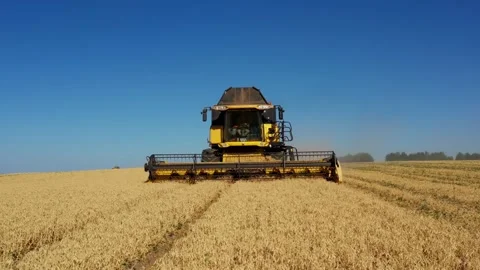Drone was fired while flying over a combine harvester operating in a wheat field Stock Footage 200182415