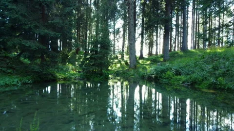 Drone at water level over forest pond with lush green trees Stock Footage 314197518