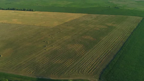 Drone wide shot haystack and harvesting dry grass, aerial hay bales at field Stock Footage 169032193
