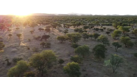 Drone Wilder-beast Stock Footage 193423230