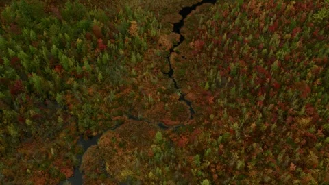 Drone of winding river with fall colored leaves Stock Footage 317910654