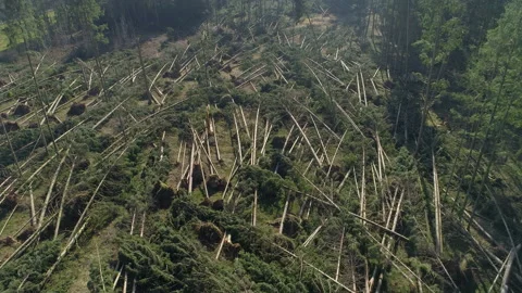 DRONE Windsnapped spruce and pine trees are left scattered after hurricane winds Stock Footage 132503036