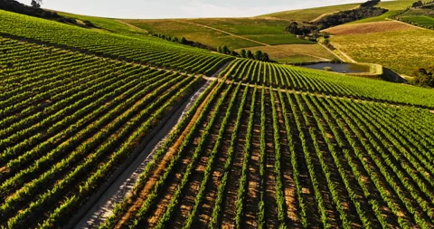 Drone, wine farm and landscape for trees, grapes and sustainability with organic Stock Footage 322155589