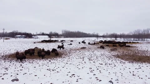 Drone Winter Bison farm Stock Footage 199154860