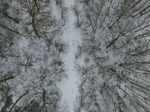 Drone Winter Fly(cold forest)2 Stock Footage 80455000
