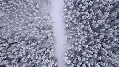 Drone winter forest powerline Stock Footage 272634009