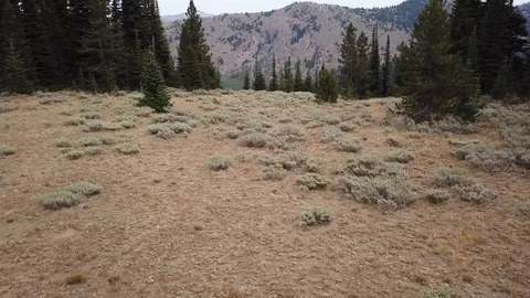 Drone in woods Stock Footage 108762849