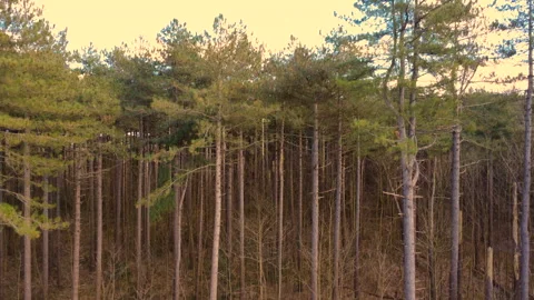 Drone up woods tree tops Stock Footage 305479827