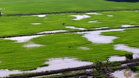 Drone working at Green rice paddy field with water and countryside 库存影片 337998837