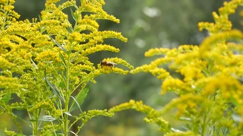 Drone on a yellow flower. Vídeo Stock 116962825