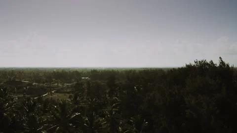 Drone at Zanzibar Forest/Beach Stock Footage 308593196