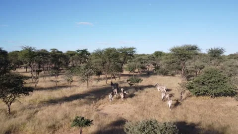 Drone Zebra Stock Footage 193422600