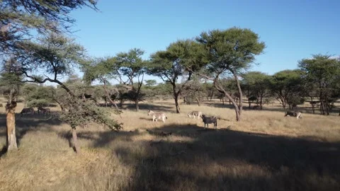 Drone Zebra Stock Footage 193422927