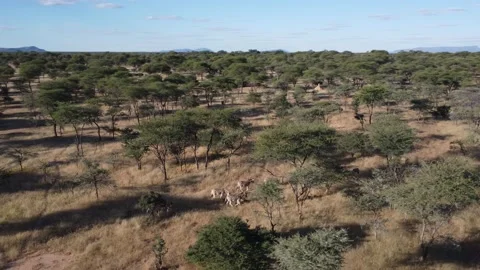 Drone Zebra Stock Footage 193423939