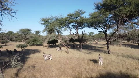 Drone Zebra Stock Footage 193424000