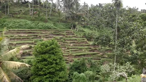 Drone zoom out side view of the cascading rice terraces, palm trees and loved co Stock Footage 131805976