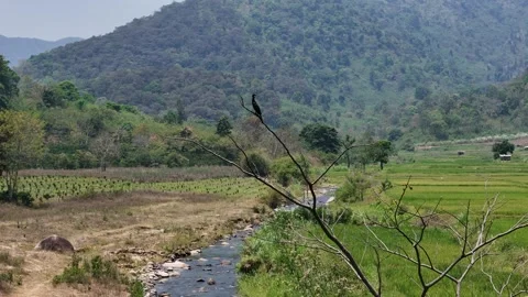 Drone zooming in on cormorant perched on dead tree branch in Dak Lak 動画素材 336973232