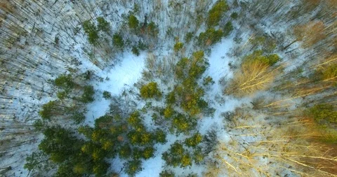 Drone zooming in forest glade pine birch treetops in winter.  Stock Footage 102094591
